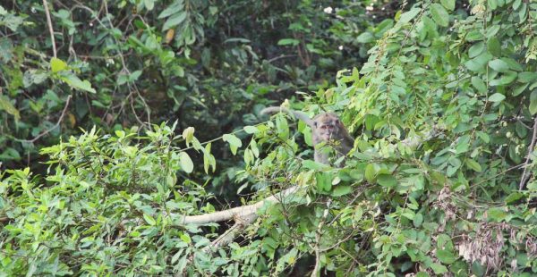 BEST PLACE TO SEE WILD LIFE IN BORNEO - Travel Monkey